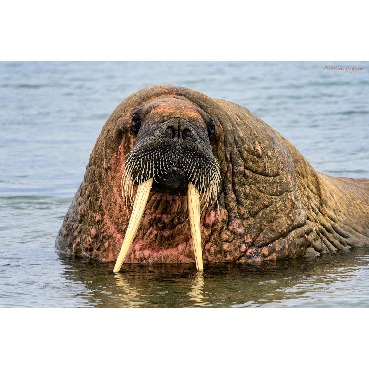 Морж (Odobenus rosmarus) Фото №10