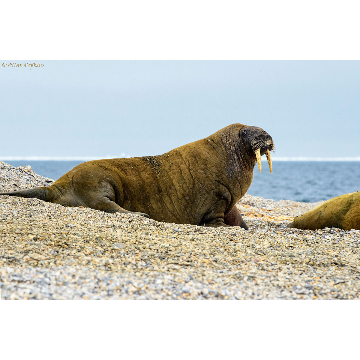 Морж (Odobenus rosmarus) Фото №2