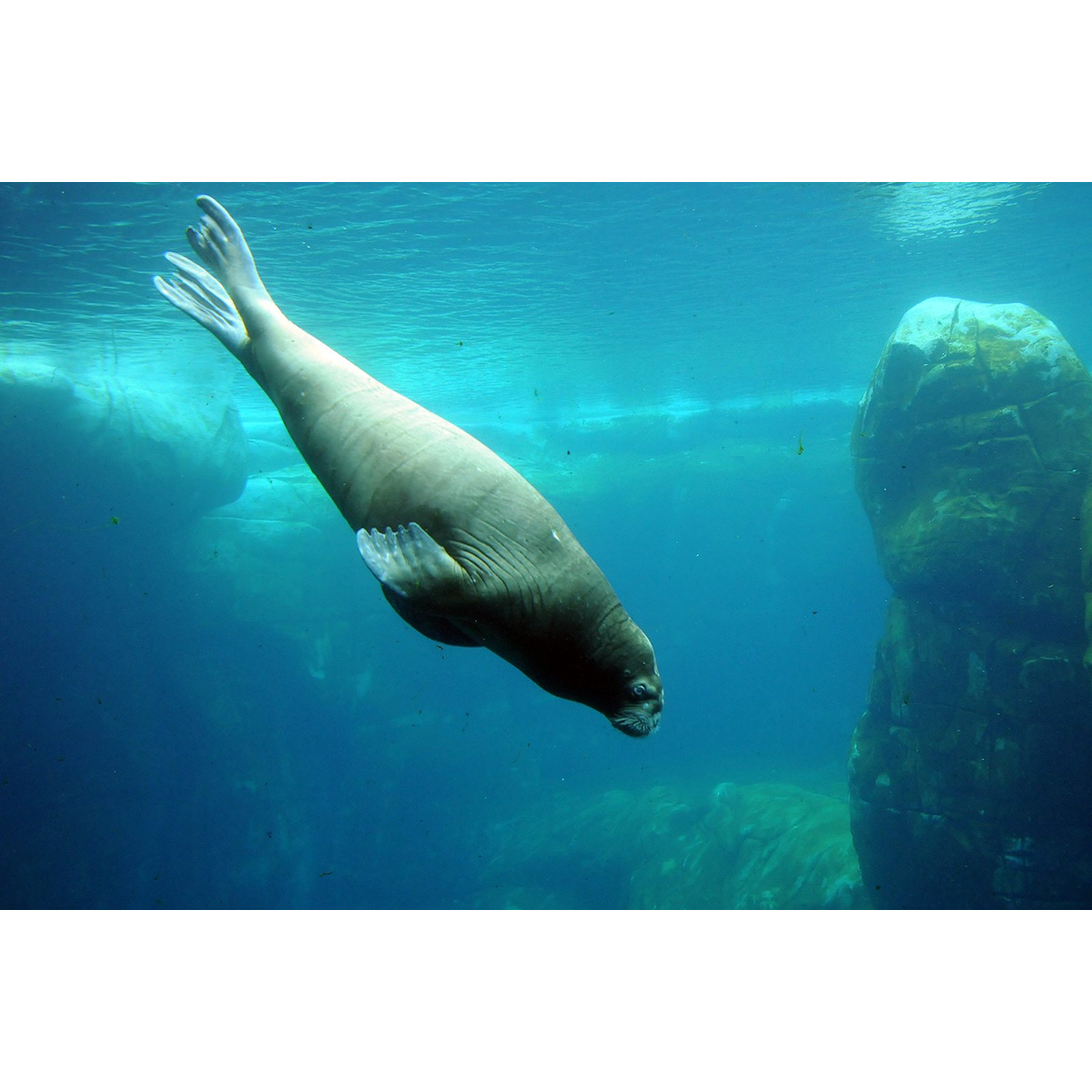 Морж (Odobenus rosmarus) Фото №3