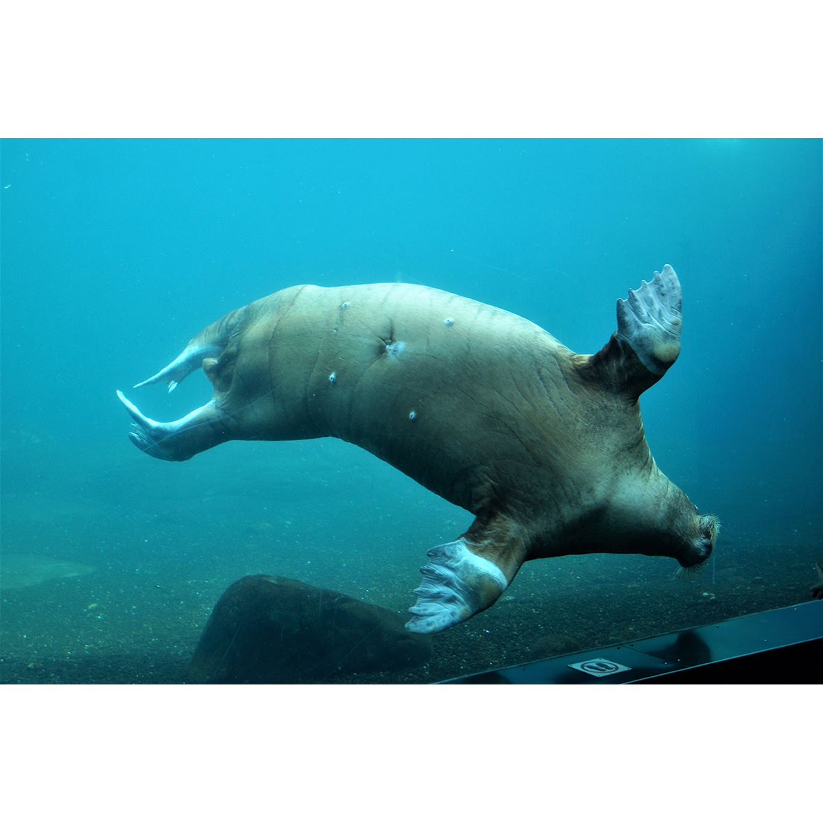 Морж (Odobenus rosmarus) Фото №4