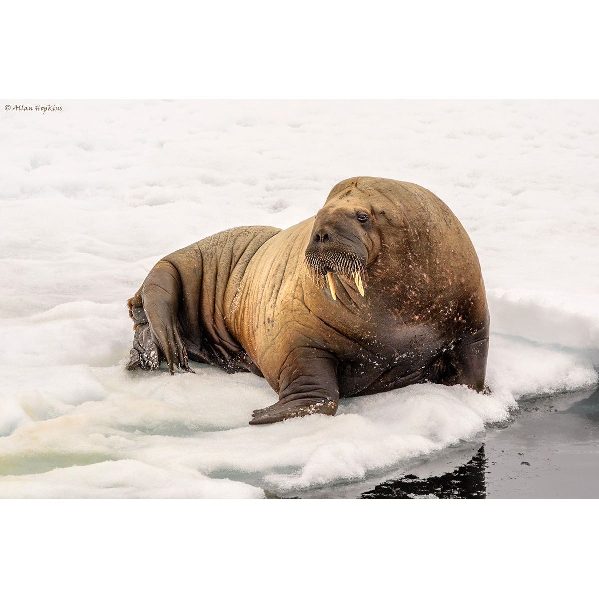 Морж (Odobenus rosmarus) Фото №5