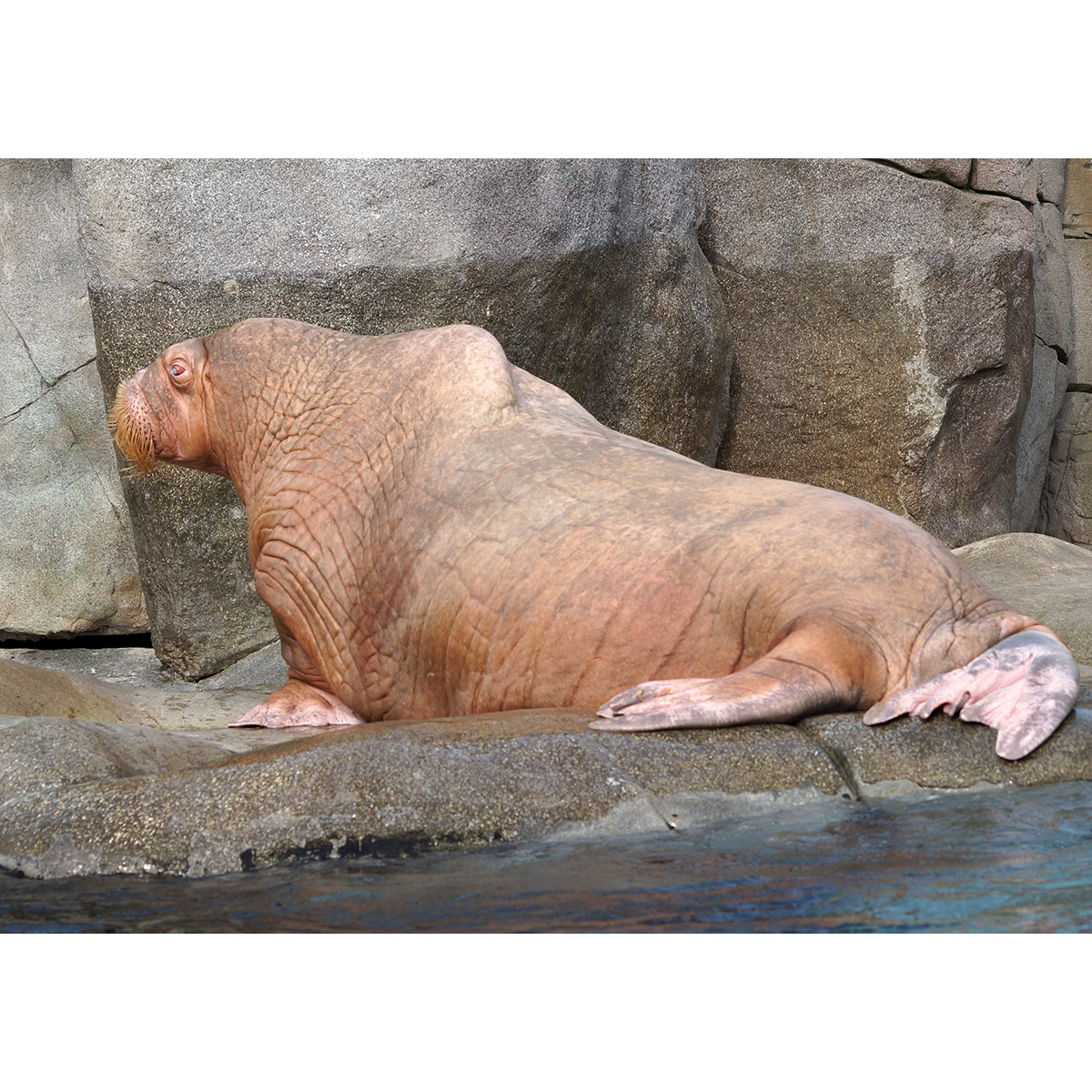 Морж (Odobenus rosmarus) Фото №6