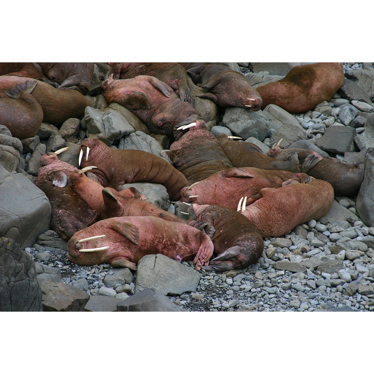 Морж (Odobenus rosmarus) Фото №7