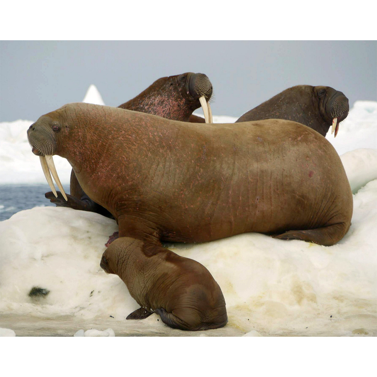 Морж (Odobenus rosmarus) Фото №8