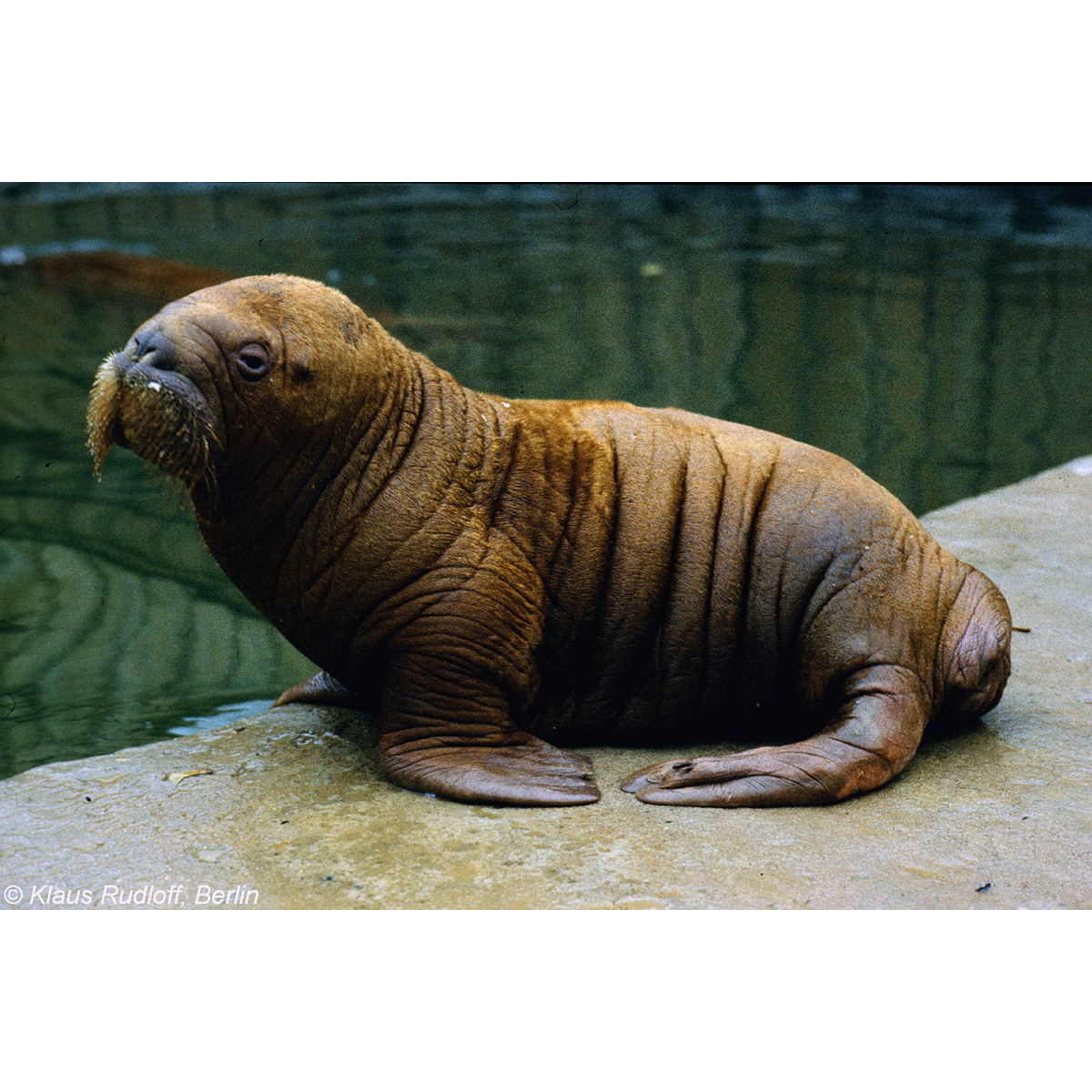 Морж (Odobenus rosmarus) Фото №9
