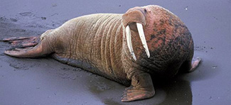 Odobenus rosmarus divergens