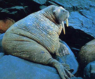 Odobenus rosmarus laptevi