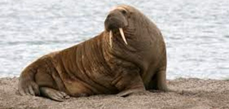 Odobenus rosmarus rosmarus