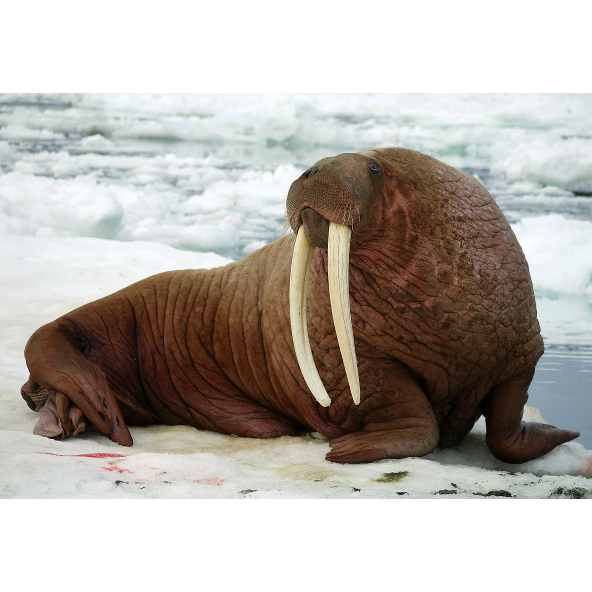 Морж (Odobenus rosmarus) Фото №1