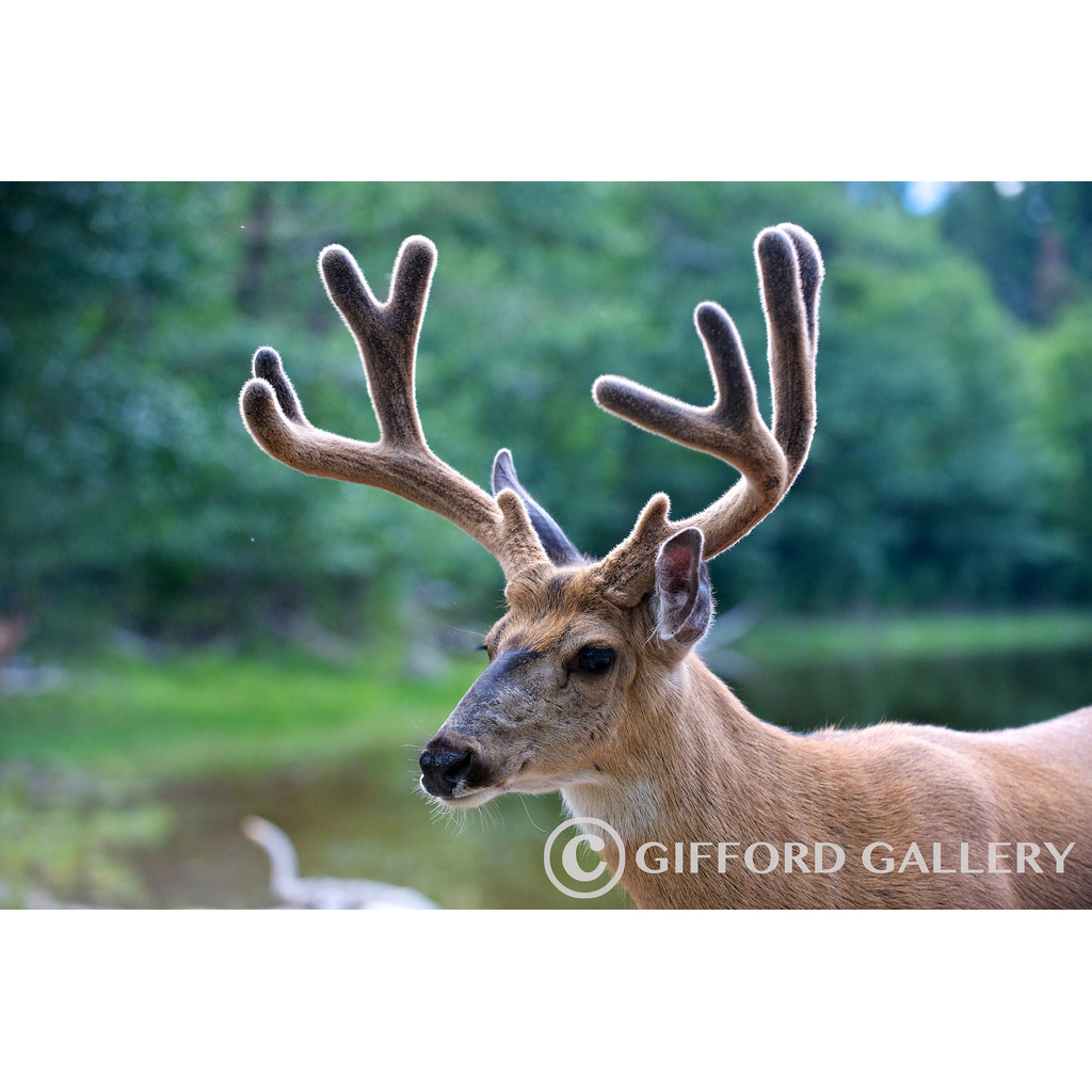 Odocoileus hemionus Фото №10
