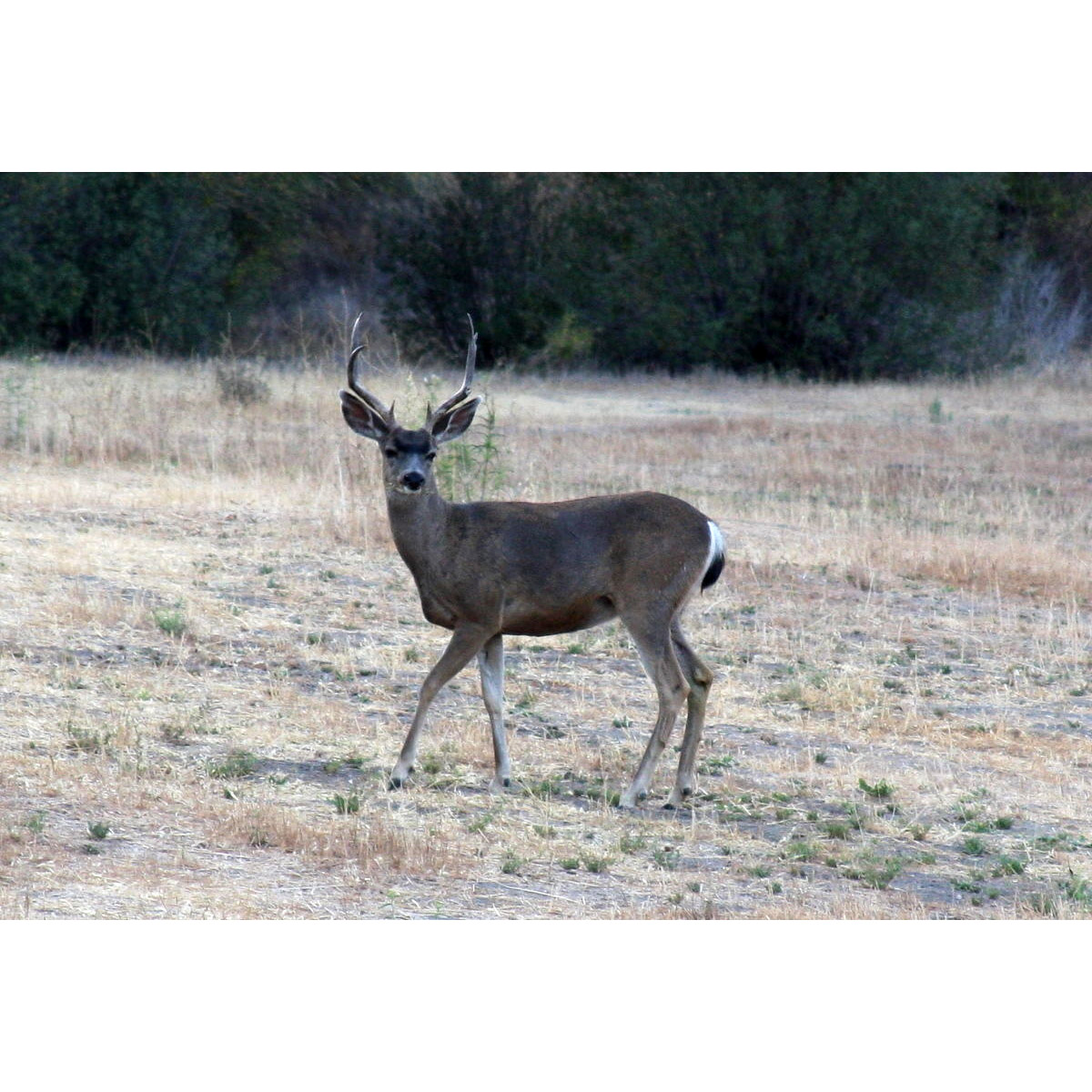 Odocoileus hemionus Фото №2