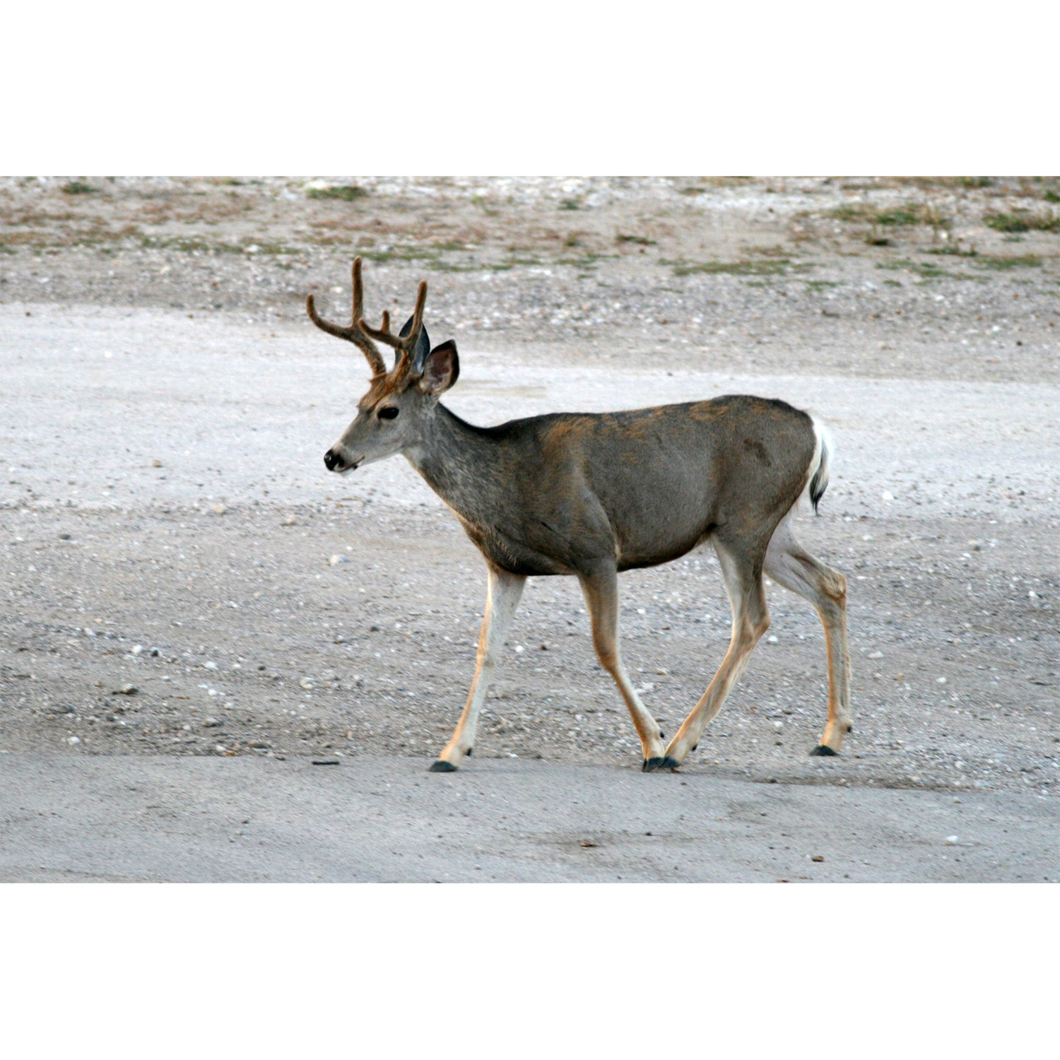 Odocoileus hemionus Фото №3