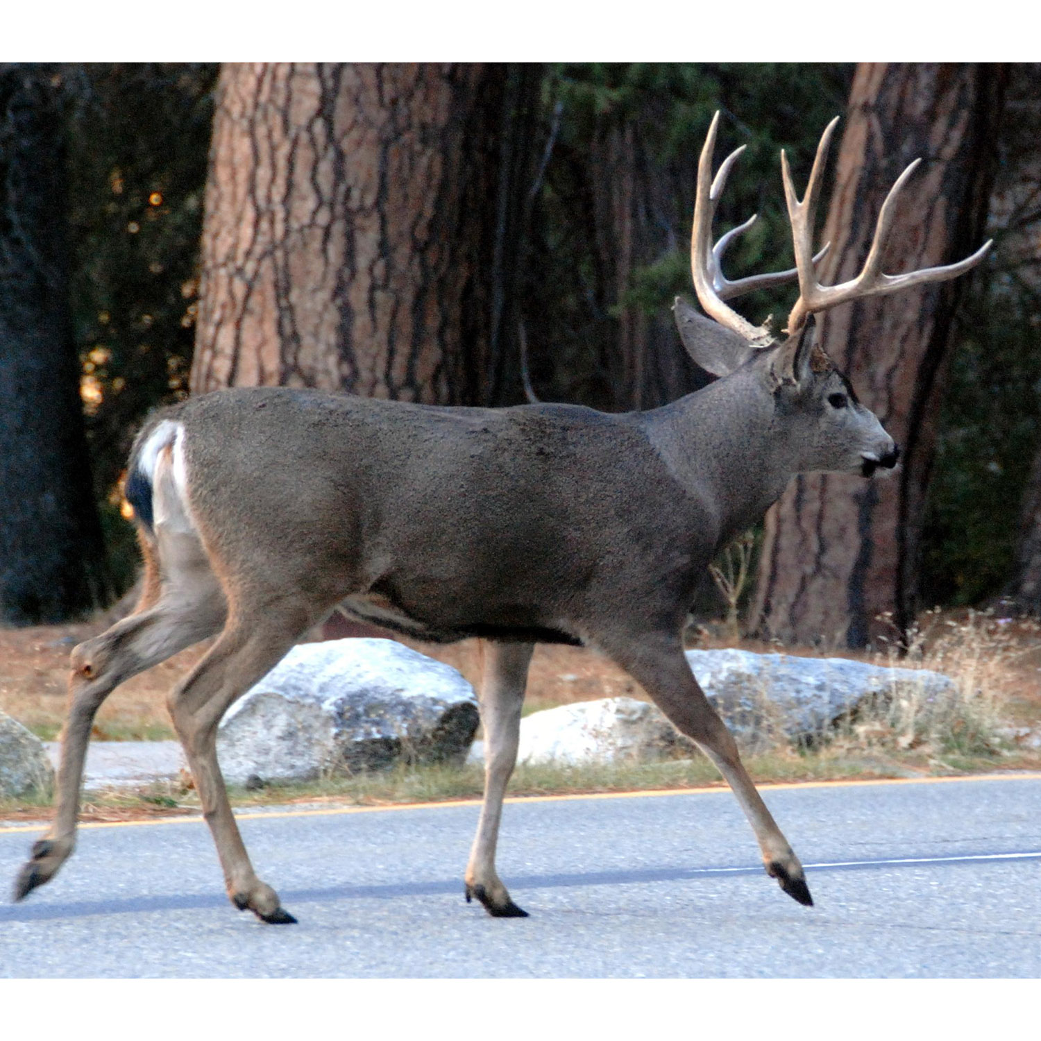 Odocoileus hemionus Фото №4