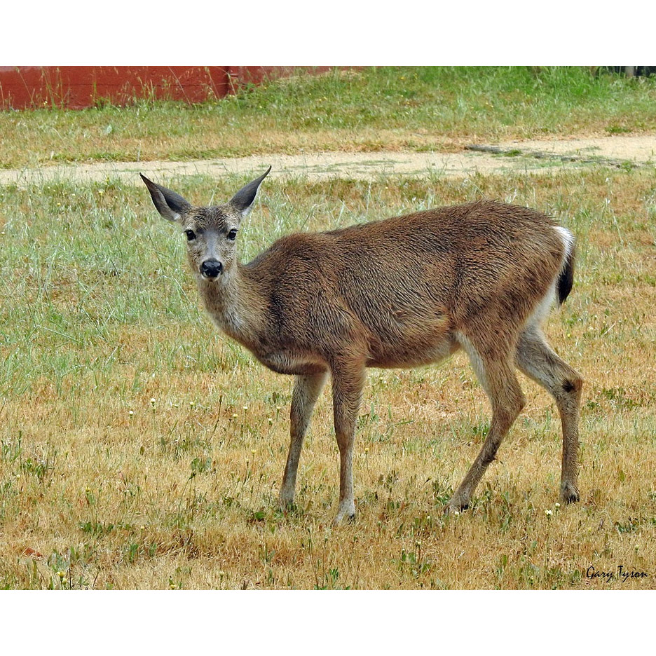 Odocoileus hemionus Фото №5