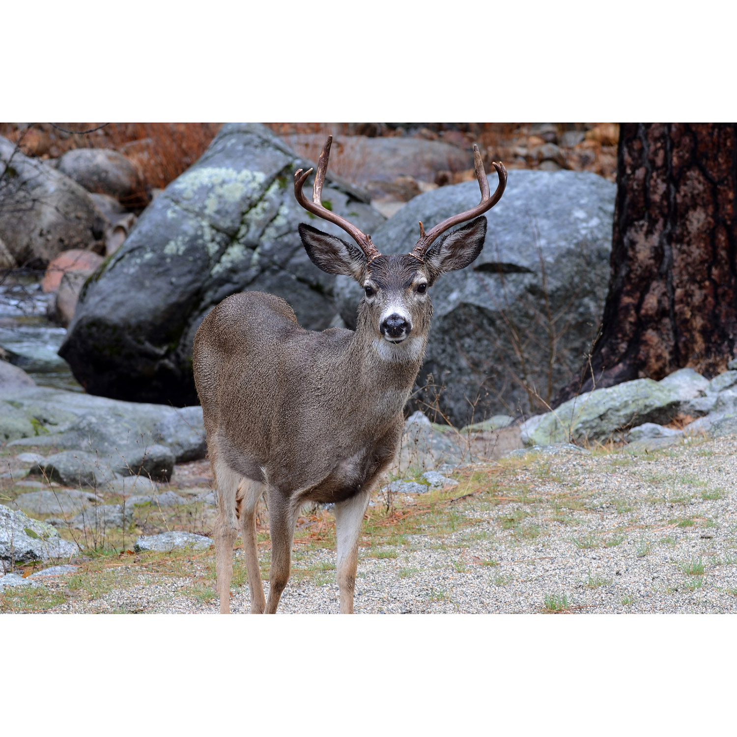 Odocoileus hemionus Фото №6