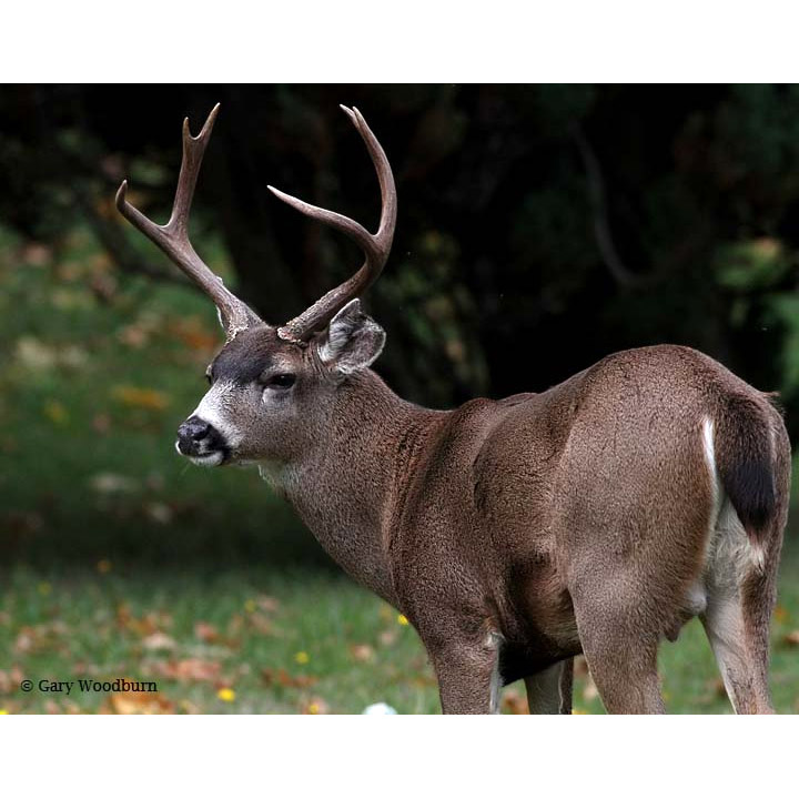 Odocoileus hemionus Фото №7