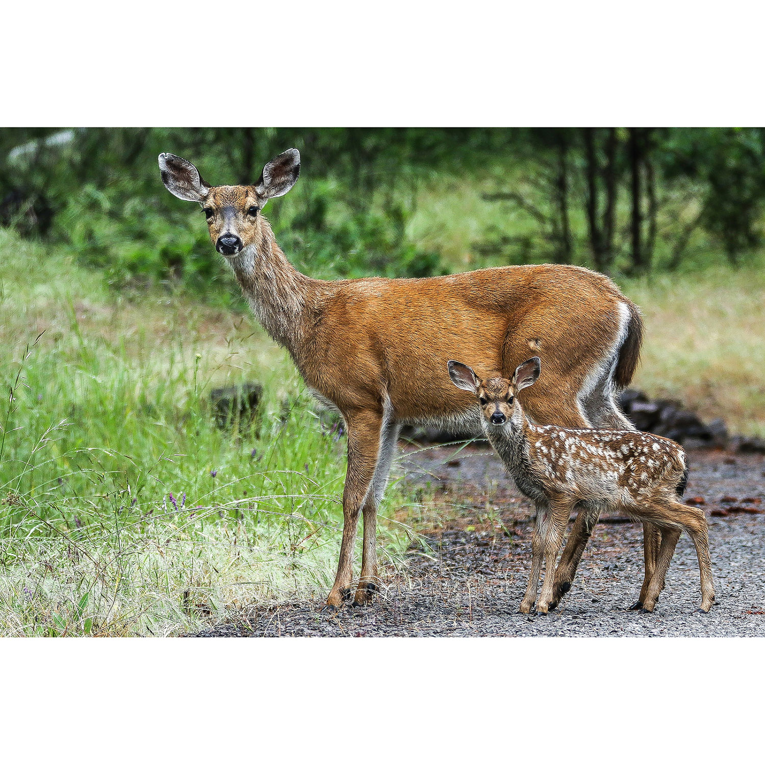 Odocoileus hemionus Фото №8