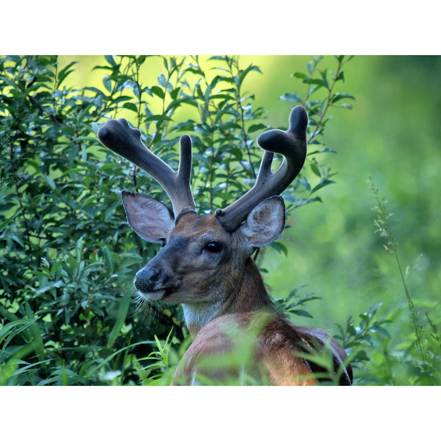 Odocoileus virginianus Фото №10