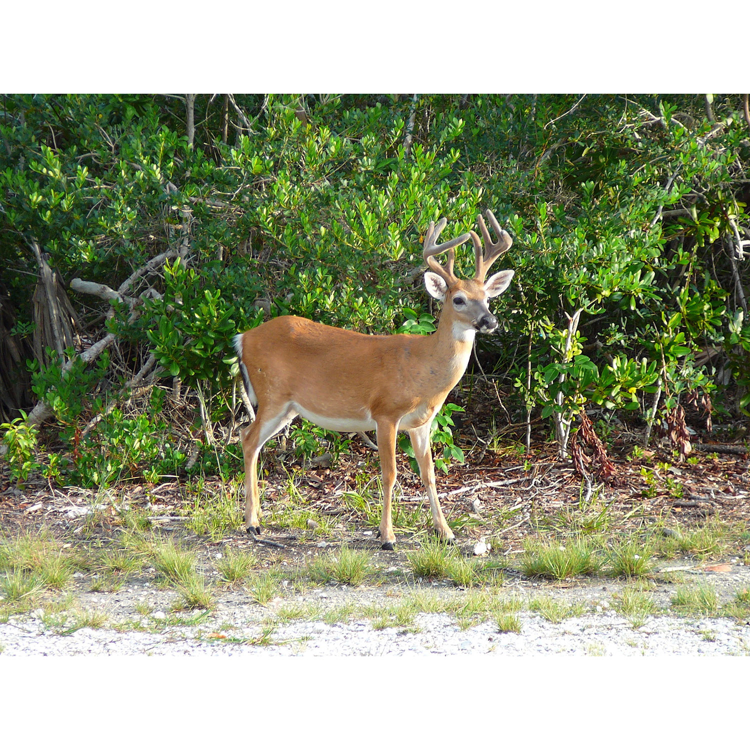 Odocoileus virginianus Фото №2
