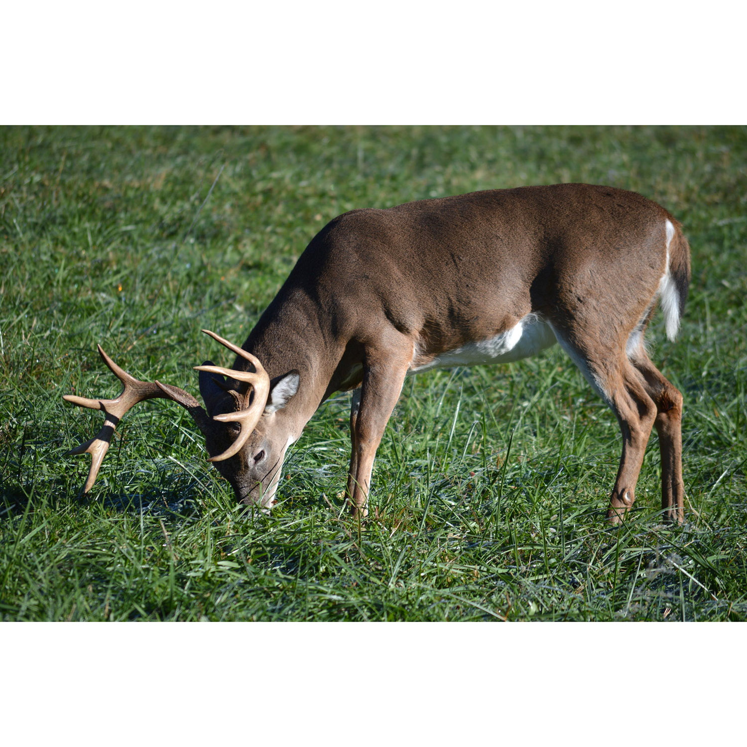 Odocoileus virginianus Фото №3