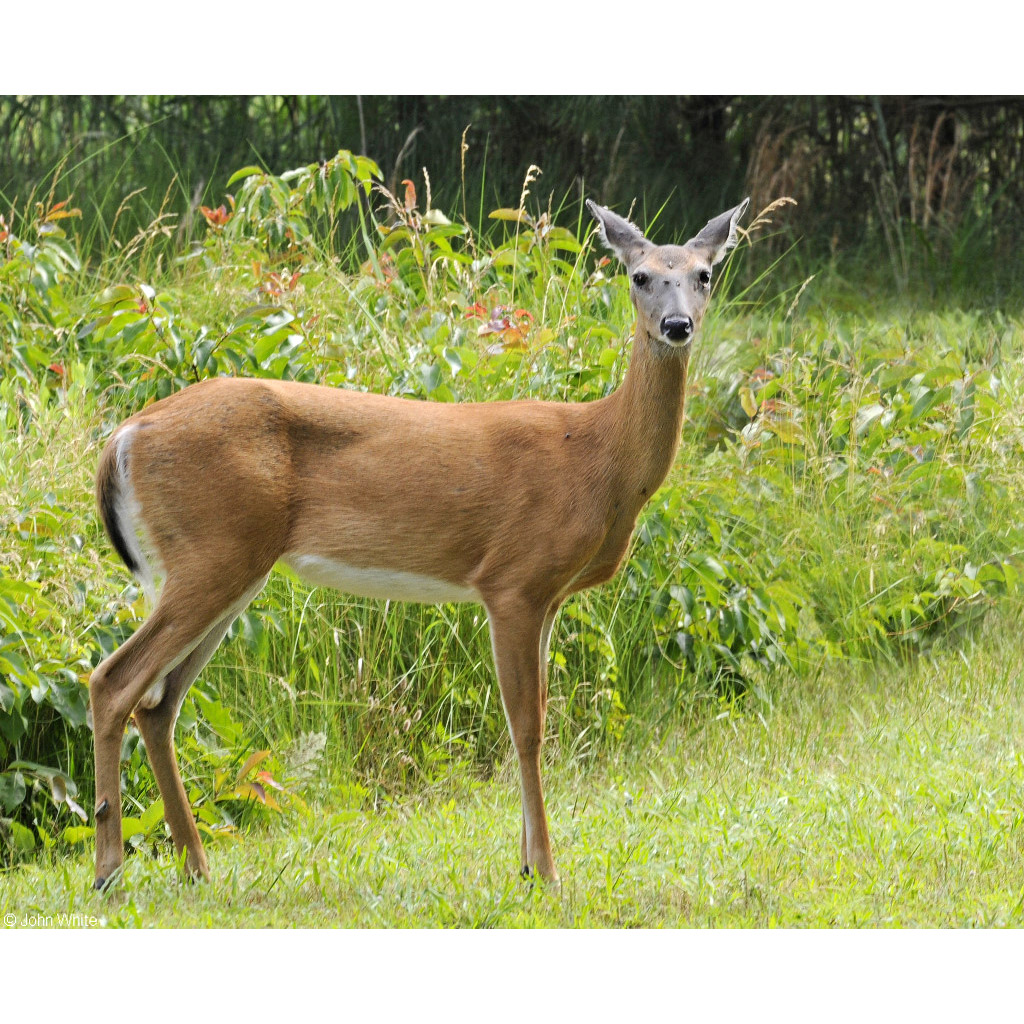 Odocoileus virginianus Фото №4
