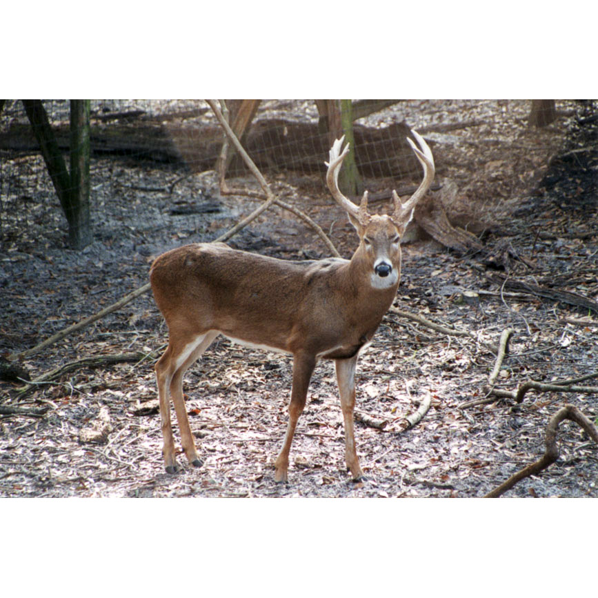 Odocoileus virginianus Фото №5