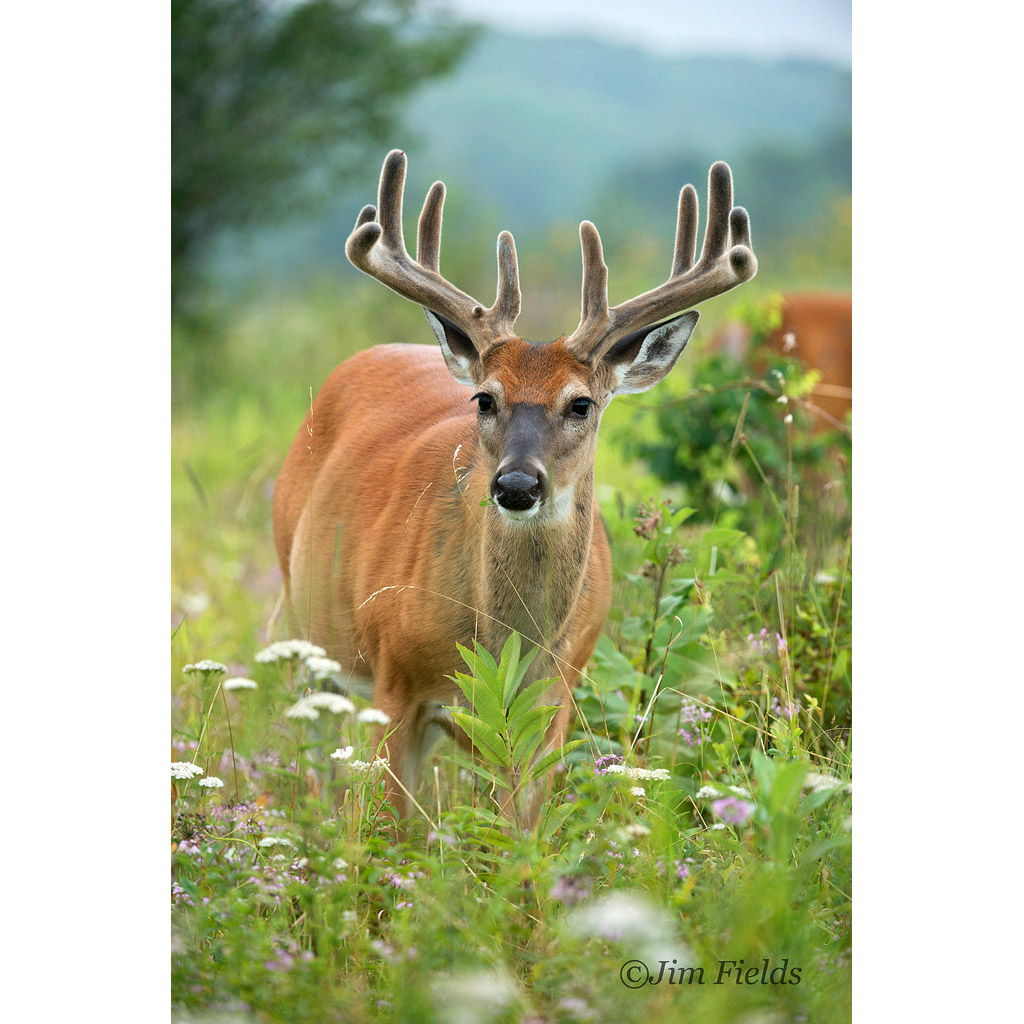 Odocoileus virginianus Фото №6