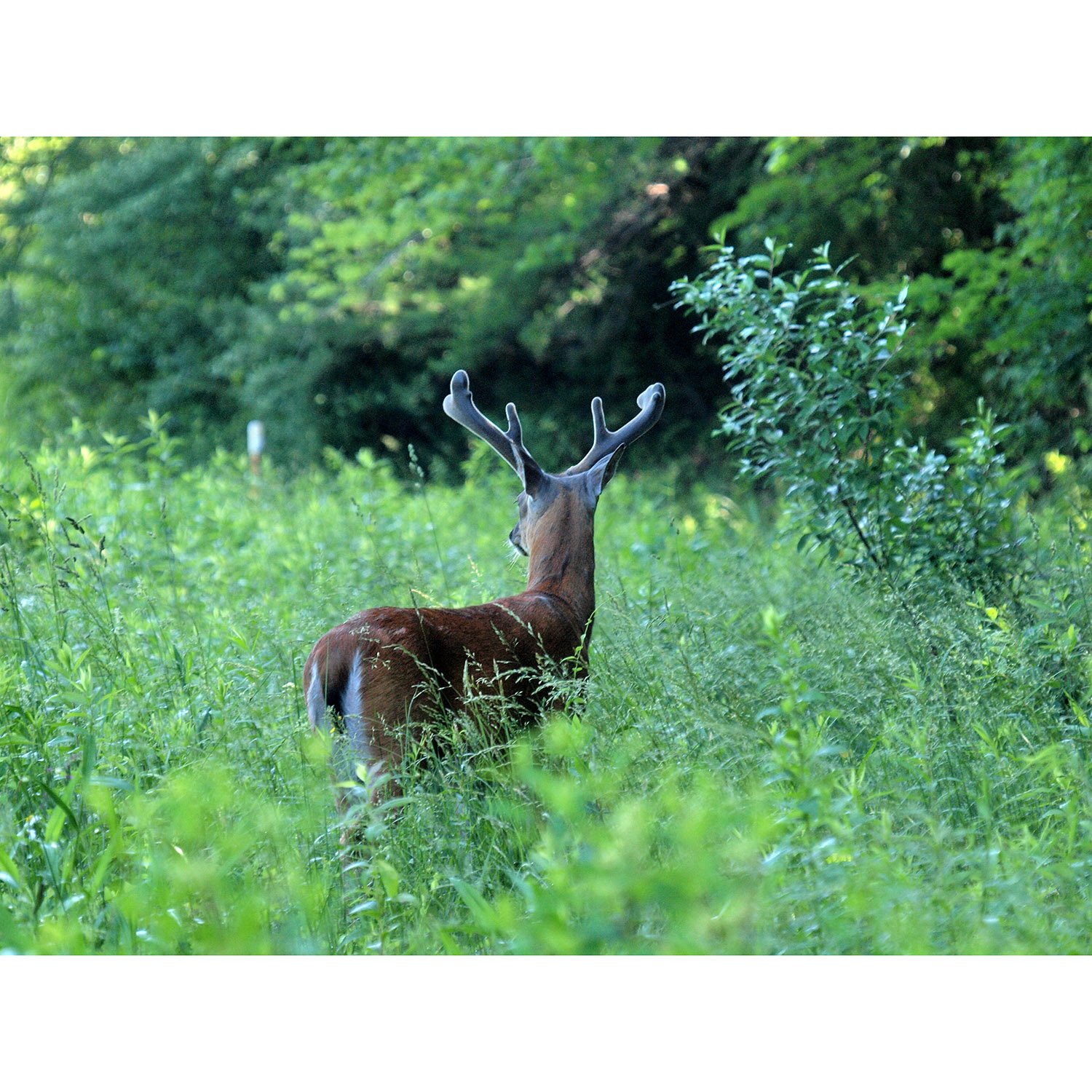 Odocoileus virginianus Фото №7