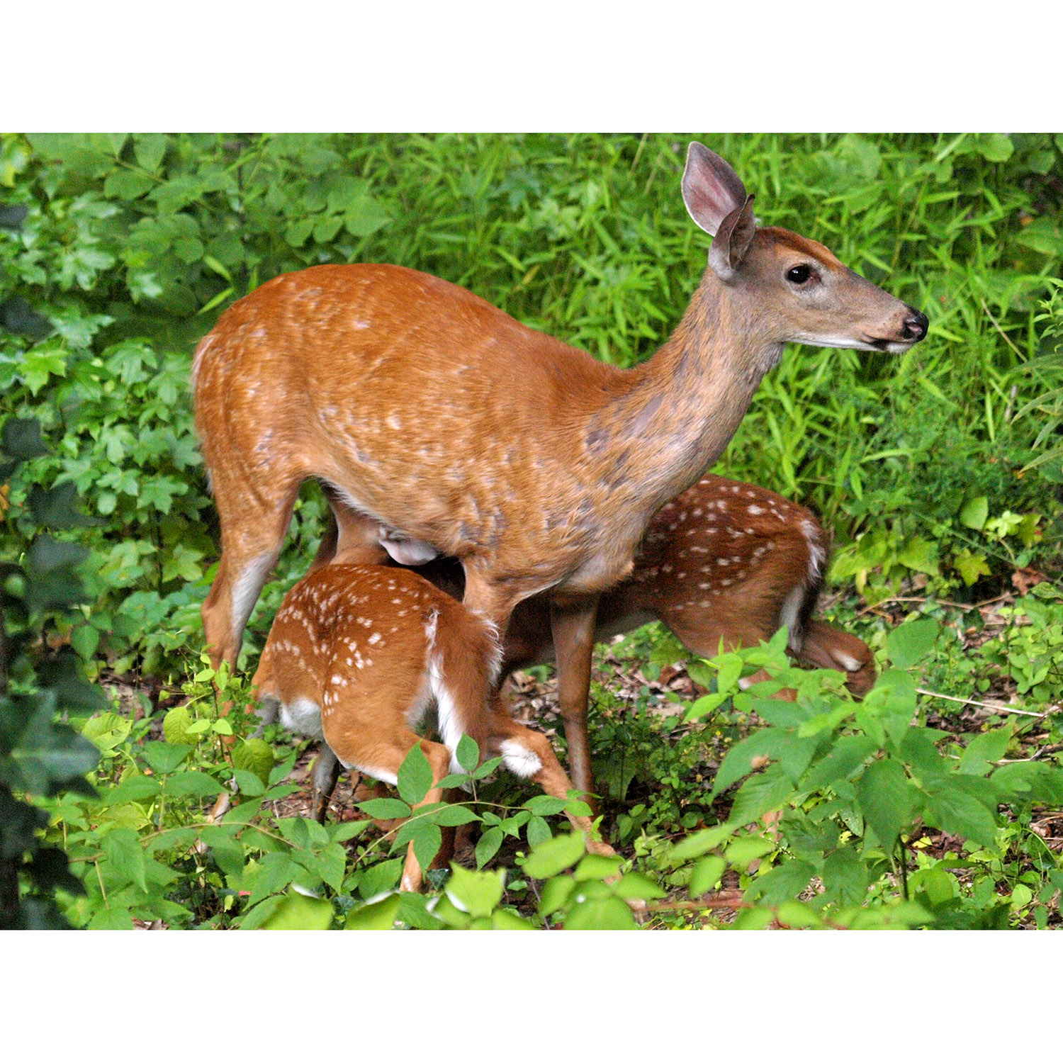 Odocoileus virginianus Фото №8
