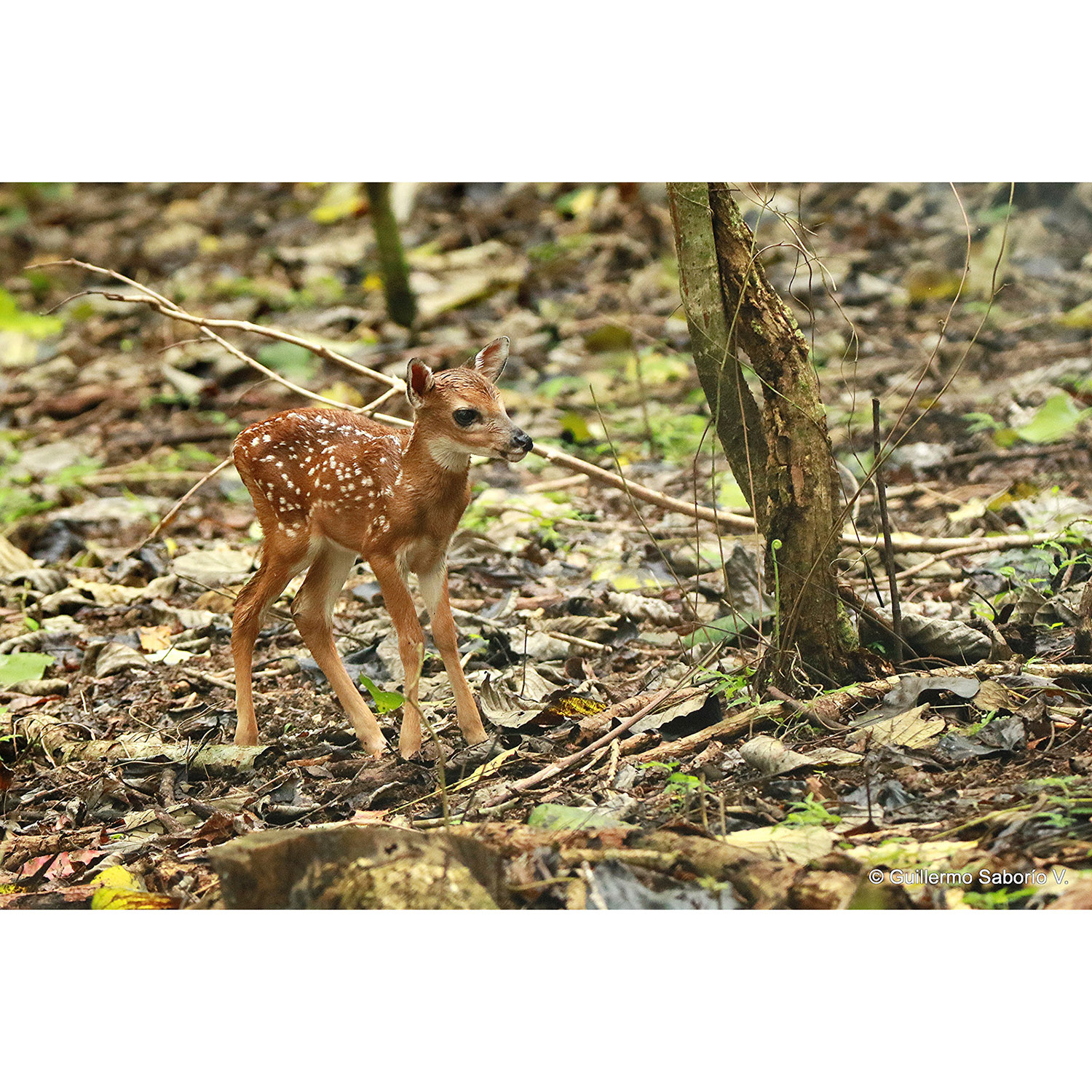 Odocoileus virginianus Фото №9