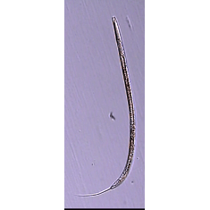 Семейство Odontopharyngidae  фото