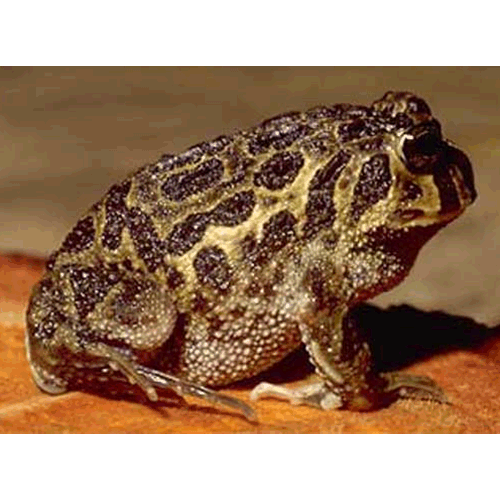  Род Odontophrynus  фото