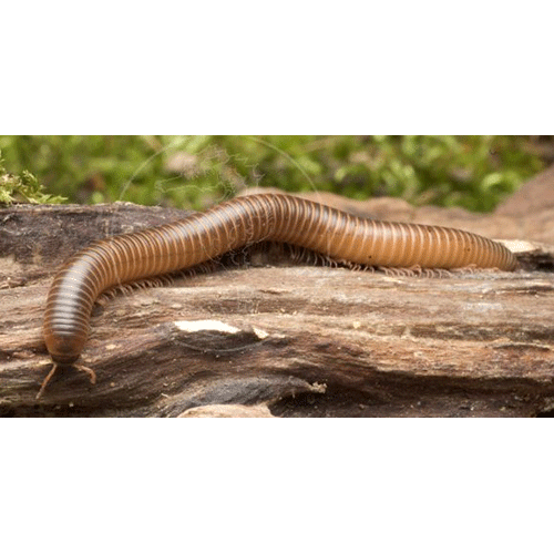 Семейство Odontopygidae фото