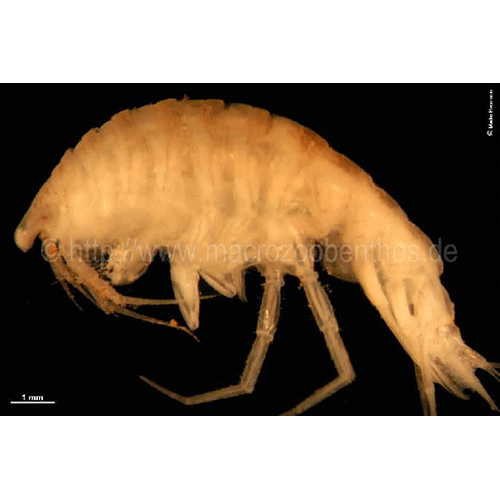 Семейство Oedicerotidae фото