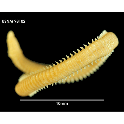 Семейство Oenonidae фото