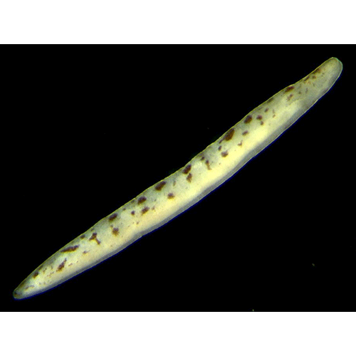 Семейство Oerstediidae  фото