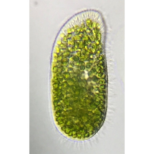 Класс Oligohymenophorea фото