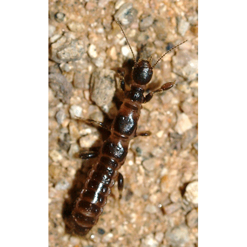 Семейство Oligotomidae фото