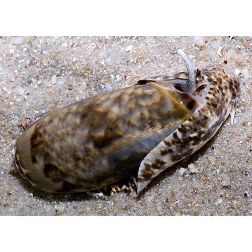 Семейство Olivoidea  фото