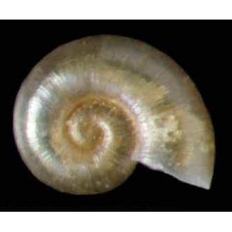 Семейство Omalogyroidea  фото