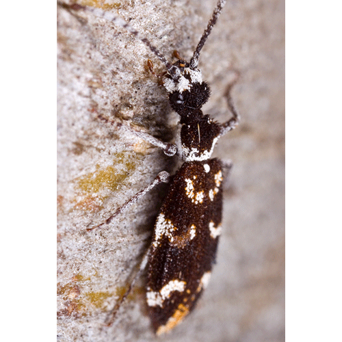 Семейство Ommatidae фото