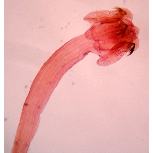 Семейство Onchobothriidae  фото