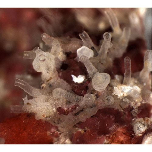 Семейство Oncousoeciidae фото