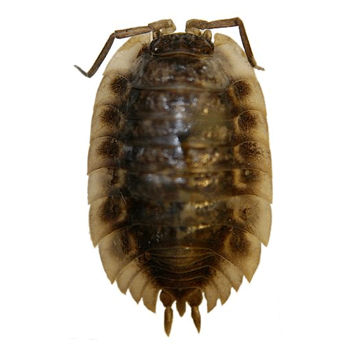 Семейство Oniscidae фото