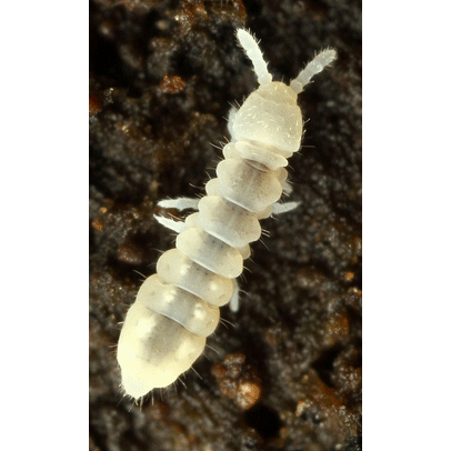 Семейство Onychiuroidea фото
