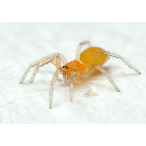 Семейство Oonopidae фото