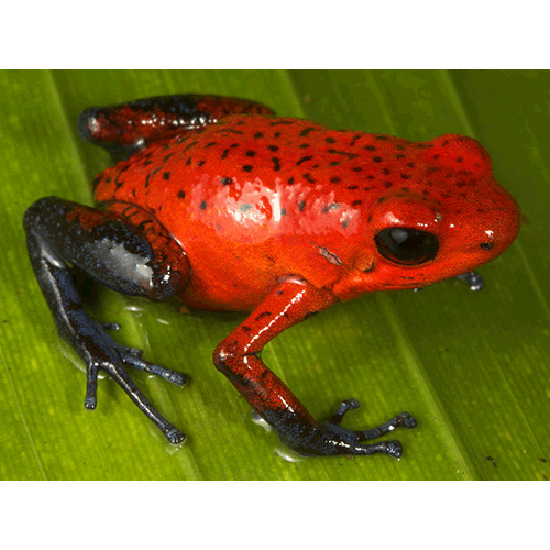  Род Oophaga  фото