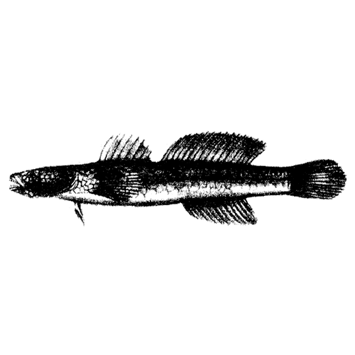 Род Ophiogobius фото