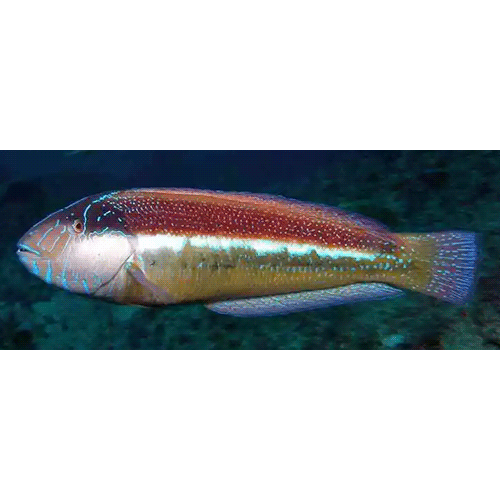 Род Ophthalmolepis фото