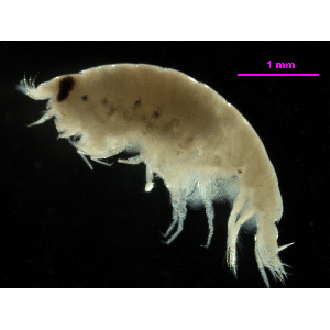 Семейство Opisidae фото